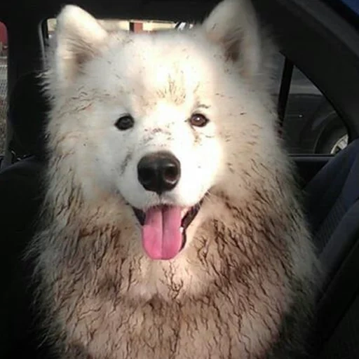 samoyed, samoyed like, samoyed dog, samoyed likes puppies, dog samoyed laika