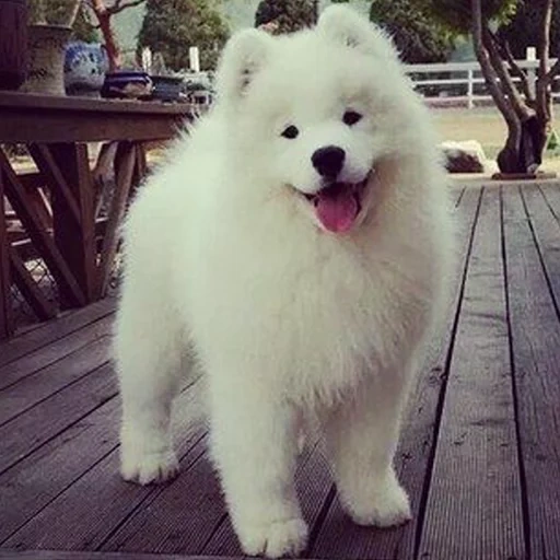 samoyed, samoyed like, samoyed dog, samoyed like black, dog samoyed laika