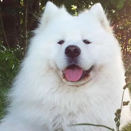 samoyed, the breed of samoyed, samoyed like, samoyed dog, samoyed husky grin