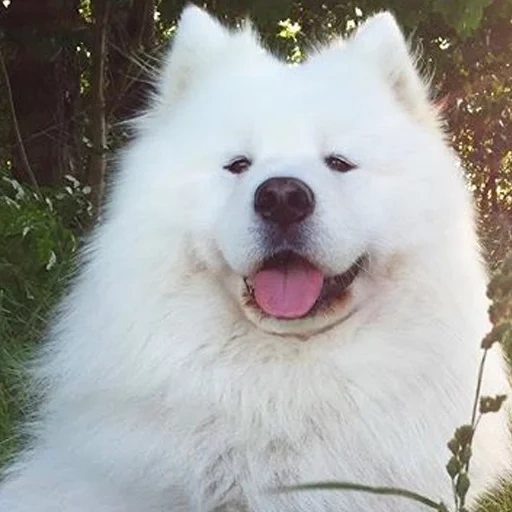 samoye, samoyko, samoeka, samoya, o riso que samoyed gosta