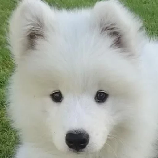 samoyed, samoyed like, samoyed dog, samoyed likes puppies, dog samoyed laika