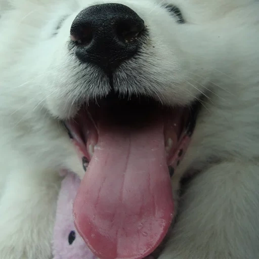 der kater, samoyed wie, samoyed hund, hund samoyed laika, weißer hund mit einer festgefahrenen zunge