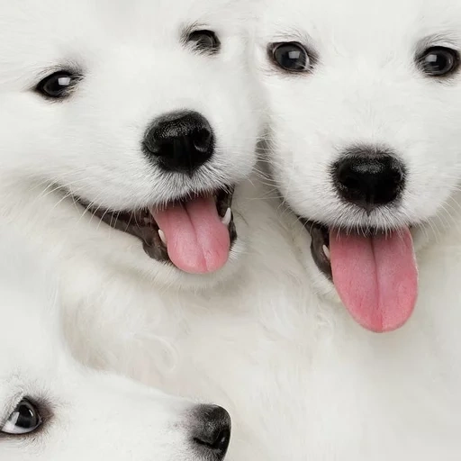 samoyed, samoyed like, samoyed dog, white likes samoyed, dog samoyed laika
