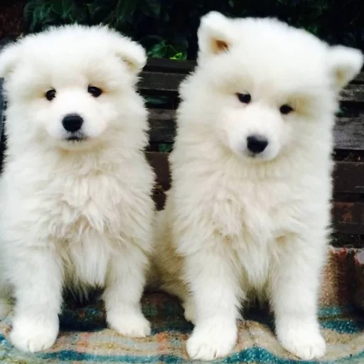 samoyed, samoyed like, samoyed dog, samoyed likes puppies, dog samoyed laika