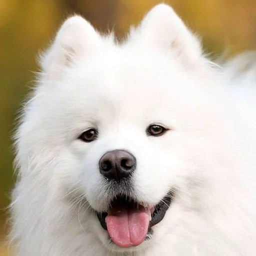 samoye, mini samoyer, samoyeka, perro samoyer, samoyelica blanca