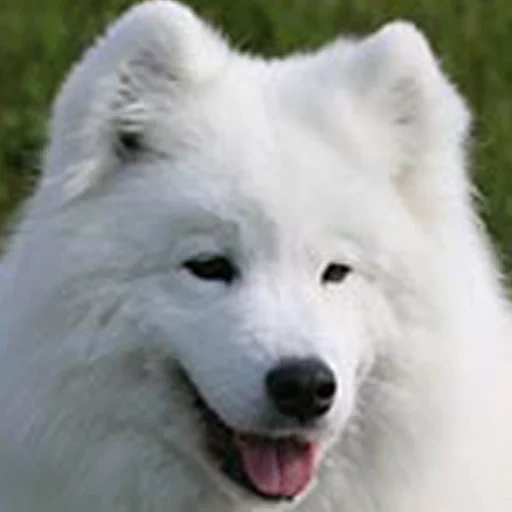самоед, самоед белый, самоедская лайка, самоедская собака, самоедская лайка белая