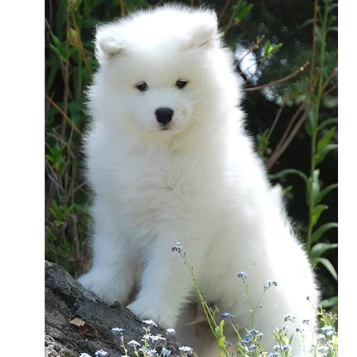 samoyed, samoyed like, anjing samoyed, samoyed menyukai anak anjing, anjing samoyed laika