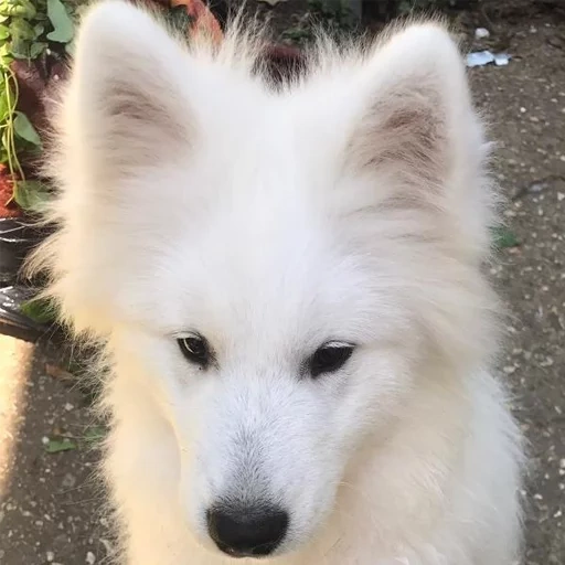 samoyed, samoyed like, samoyed dog, samoyed likes puppies, dog samoyed laika