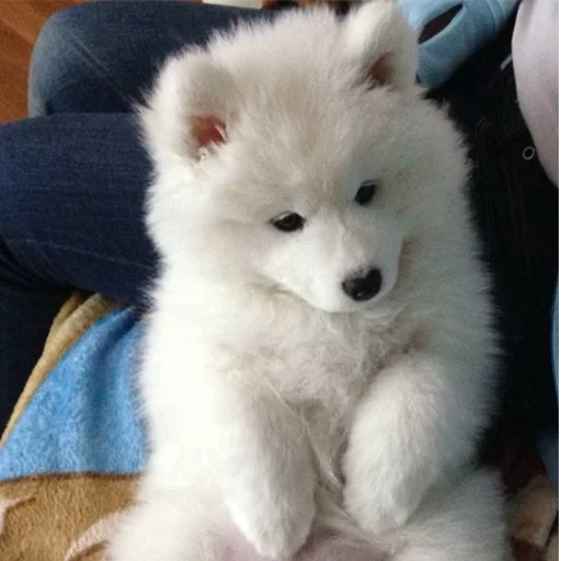 samoyed, anak anjing samoyed, samoyed like, anjing samoyed, anjing samoyed laika