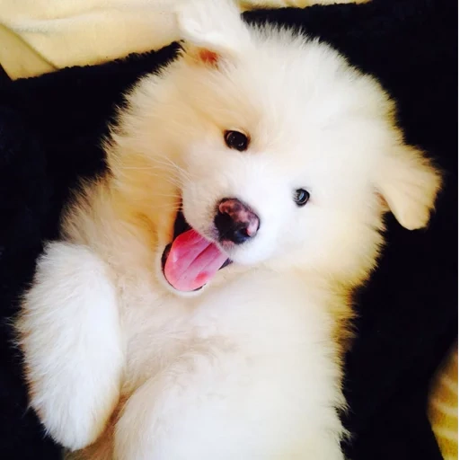samoyed, samoyed dog, samoyed like, samoyed dog, samoyed likes puppies