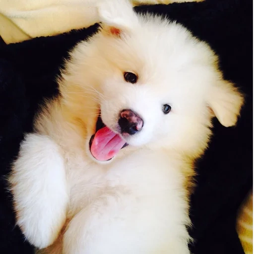 samoyed, cane samoyed, samoyed come, cane samoyed, samoyed piacciono i cuccioli