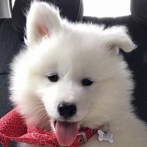 samoyed, samoyed like, samoyed dog, samoyed likes puppies, dog samoyed laika