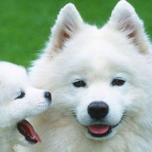 lekasamoyed, samoyeko, samoyaka, samoye, le chien samoye aime