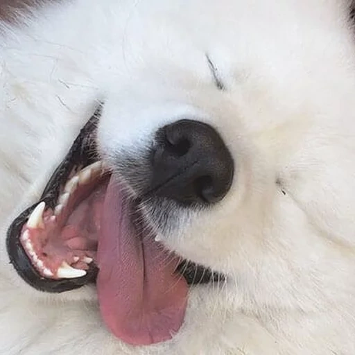 samoyed, samoyed is angry, samoyed like, samoyed dog, samoyed dog puppy