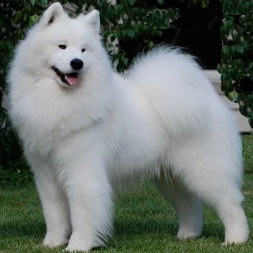 la razza di samoyed, cane samoyed, samoyed come, cane samoyed, la razza del cane samoyed