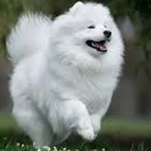 spitz samoyed, laika samoyed, dog samoyed, samoyed like, samoyed dog