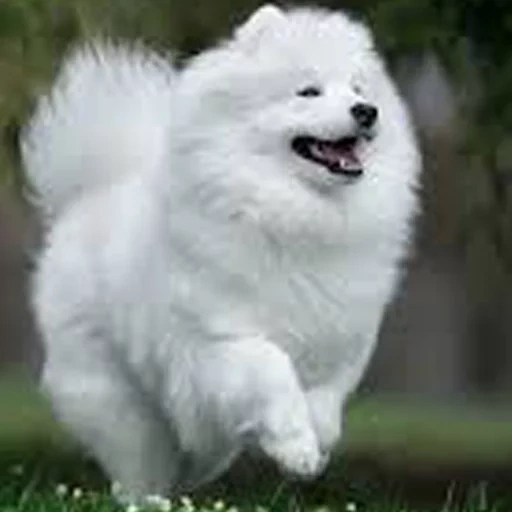 spitz samoyed, laika samoyed, cane samoyed, samoyed come, cane samoyed