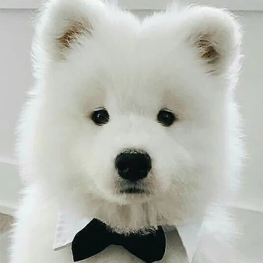 samoye, mini samoya, lekassamoyed, samoeka, samoya