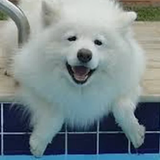 samoye, samoyeka, perro samoyer, arctic spitz samoyer, perro samoyer como