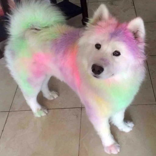perro samoyer, rosado samoyer, perro arcoiris, frijoles coloridos, samoyeka