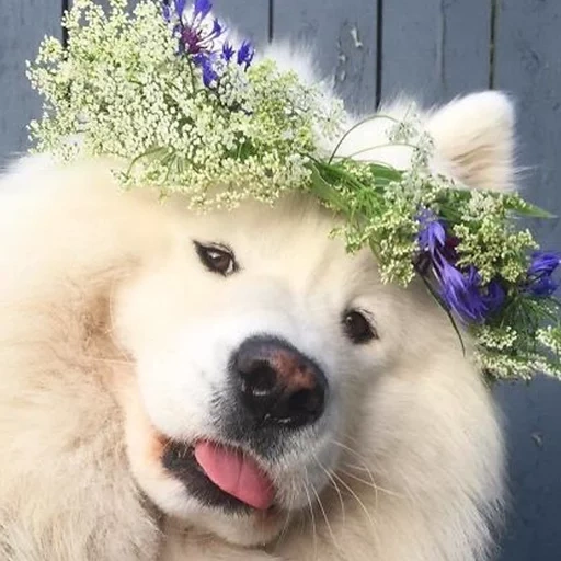 samoyed, samoyed wreath, samoyed dog, samoyed dog, dog samoyed laika