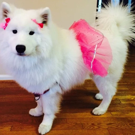 samoyed laika, samoyed dipinto, samoyed come, cane samoyed, cane samoyed laika