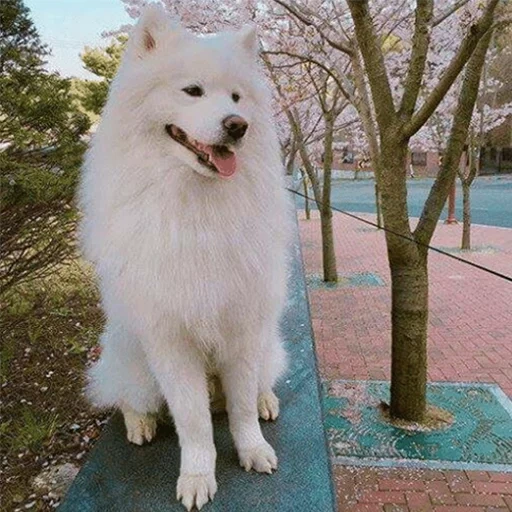 samoyed, samoyed come, cane samoyed, cane samoyed laika, spitz+samoyed larking come