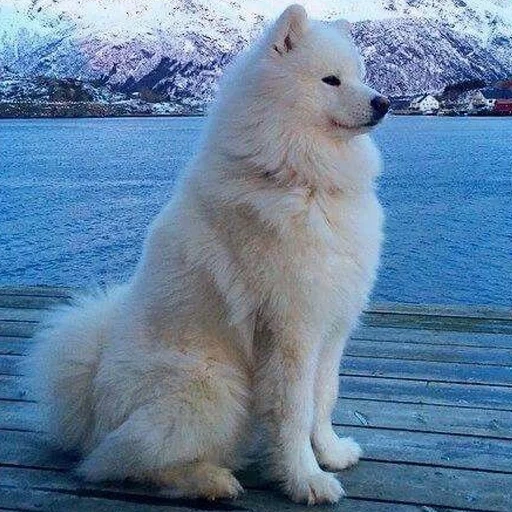 samoyed, samoyed is white, samoyed like, samoyed dog, dog samoyed laika