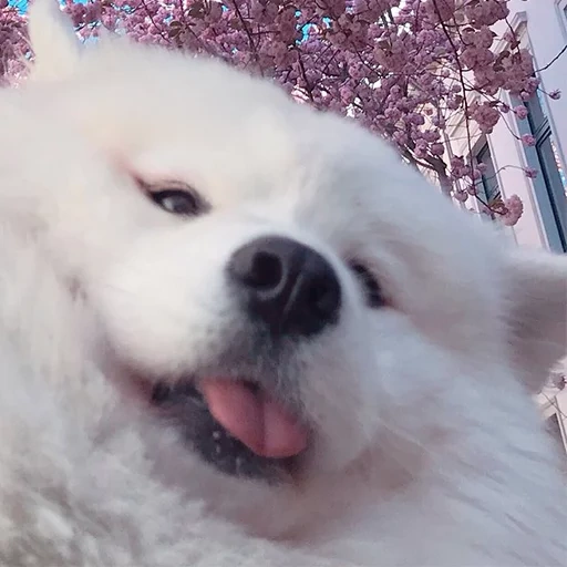 anjing, samoyed, husky samoyed, samoyed like, anjing samoyed