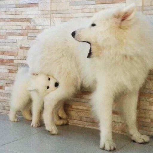 samoyed, samoyed like, anjing samoyed, samoyed menyukai anak anjing, anjing samoyed laika