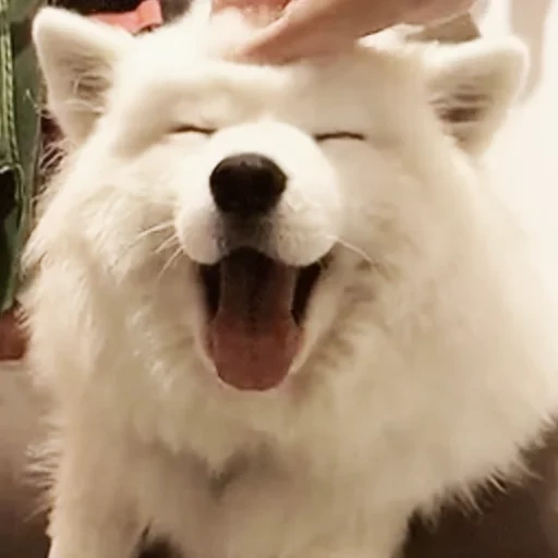 samoyed, samoyed like, anjing samoyed, samoyed menyukai anak anjing, anjing samoyed sabun terbanyak