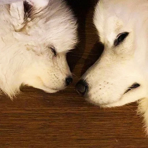 samoyeka, perro samoyer, perro favorito de samoyer, niñera de samoyi eka, perro samoyer como