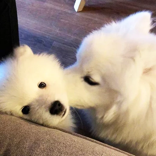 samoyed, samoyed like, anjing samoyed, samoyed menyukai anak anjing, anjing samoyed laika