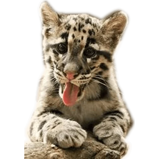 der wolkenleopard, wolkenleopardenbaby, wolkenleopardenbär, trübe leoparden-trompete, taiwan cloud leopard trompete