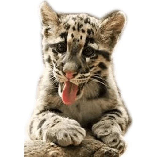 clouded leopard, baby clouded leopard, clouded leopard bear, clouded leopard trumpet, taiwan clouded leopard trumpet