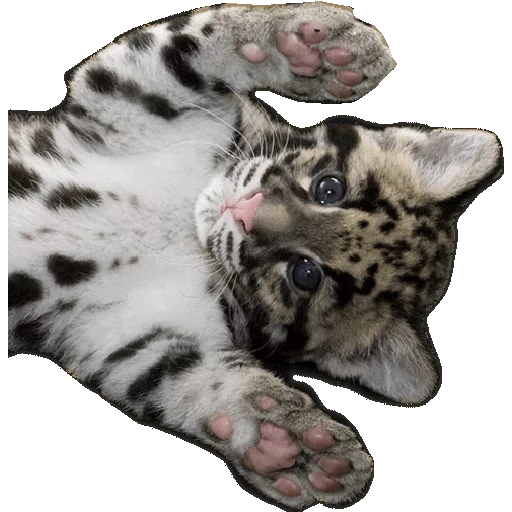 les pattes de l'ocelot, les animaux sont mignons, léopard fumé, chat bengale, smoky leopard neofelis nebulosa