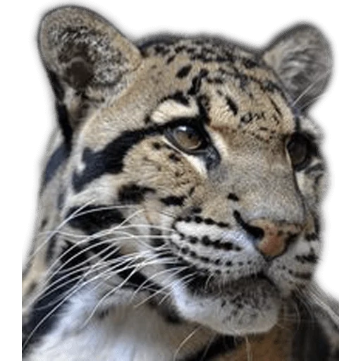 bals ilbis, hewan langka, cloud leopard, hewan besar, macan tutul salju ilbis