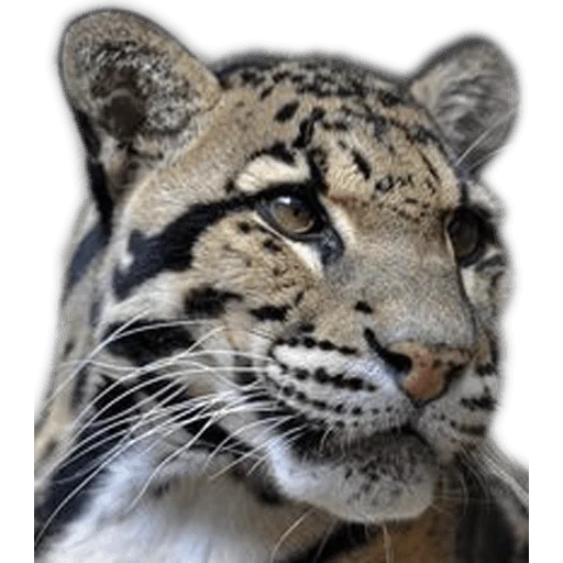 barrs ilbis, rare animals, clouded leopard, macroanimal, ilbis the snow leopard