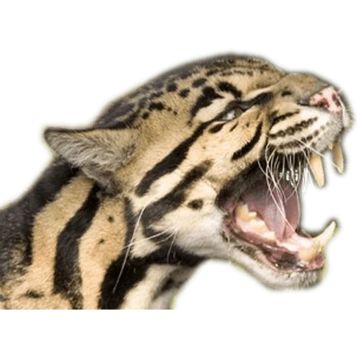 tiger's mouth, clouded leopard, clouded leopard fangs, clouded leopard smiling face, clouded leopard sword tooth