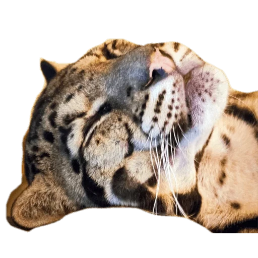 tiere und tiere, der wolkenleopard, weißer tiger schnauze, wolkenleopard 4k, trübe leoparden-trompete