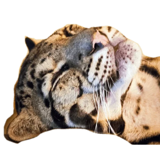 animales animales, leopardo ahumado, hocico de tigre blanco, leopardo smoky 4k, el leopardo ahumado es pequeño