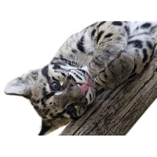 белый тигр, clouded leopard, бенгальский тигр, дымчатый леопард 4k, дымчатый леопард малыш