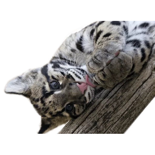 harimau putih, clouded leopard, harimau benggala, cloud leopard 4k, cloud leopard baby