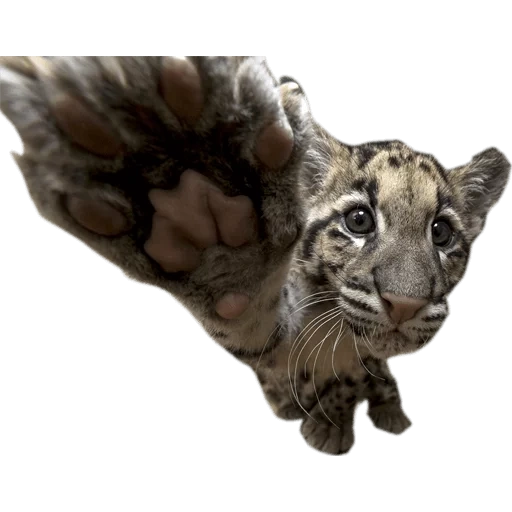 tigre, évaluer, peau de tigre, tigres blancs, contexte transparent du tigre