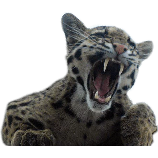 der wolkenleopard, der wolkenleopard gähnt, melanindegeneration des bewölkten leoparden, wolkenleopardenschwertzähne, kliman wolkenleopard