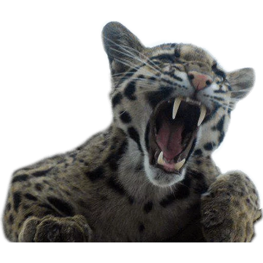 clouded leopard, clouded leopard yawns, melanosis of clouded leopard, clouded leopard sword tooth, clouded leopard in kleiman