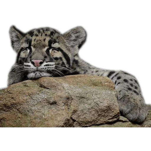 niedliche tiere, der wolkenleopard, wolkenleopard lächelndes gesicht, kalimantan wolkenleopard, neofelis nebulosa