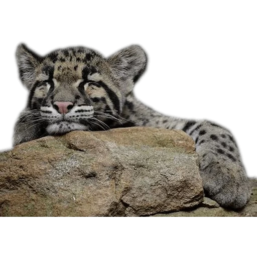 animaux mignons, léopard fumé, le sourire de léopard fumé, kalimantan smoky leopard, smoky leopard neofelis nebulosa