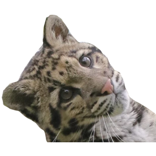 bals ilbis, der wolkenleopard, der wolkenleopard böse, wolkenleopardenbaby, melanindegeneration des bewölkten leoparden