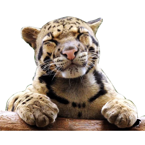 harimau kecil, hewan, binatang yang lucu, harimau kecil, bayi harimau tersenyum